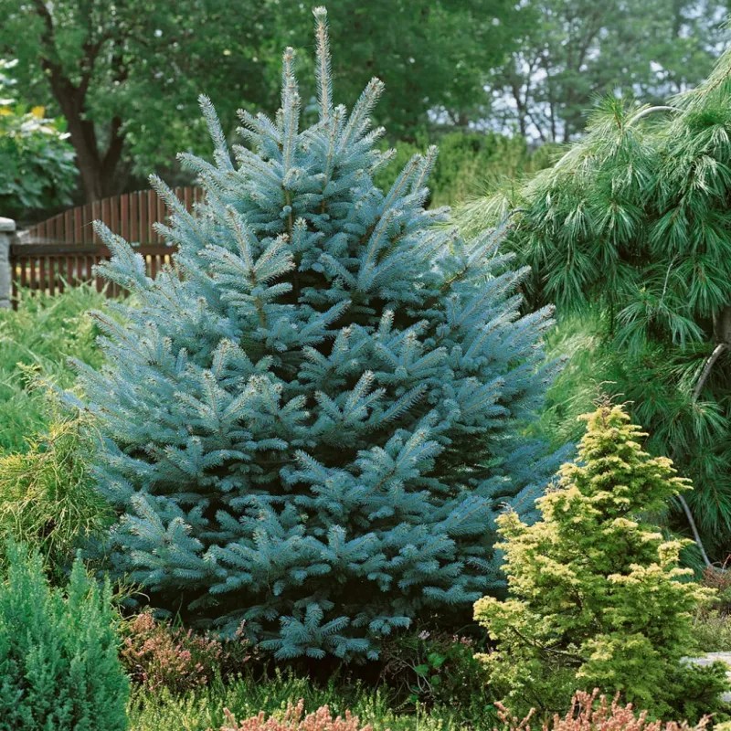 Colorado Blue Spruce