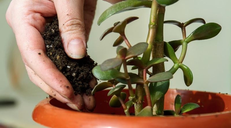 Fertilization Tips
