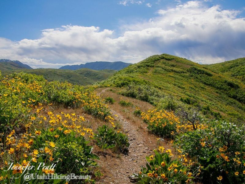 Hiking and Tracking Wild Roses