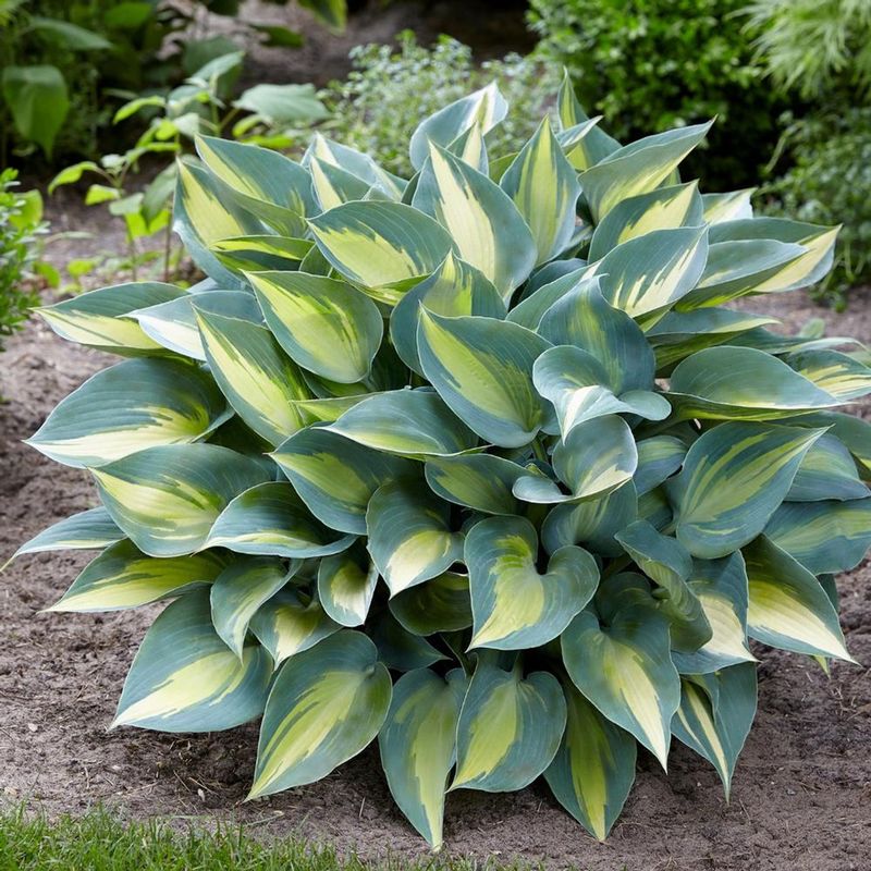 Hosta