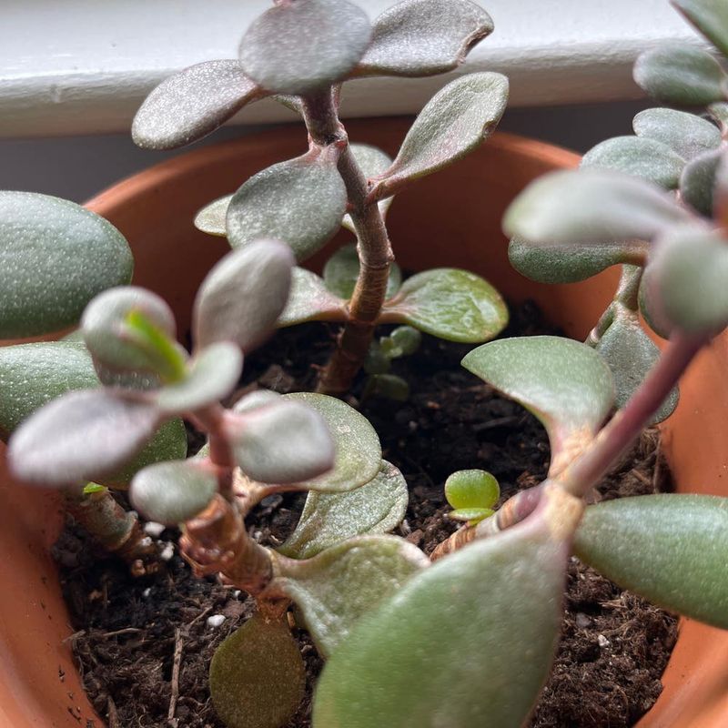 Humidity Considerations