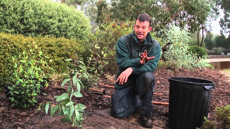 Incorrect Planting Depth