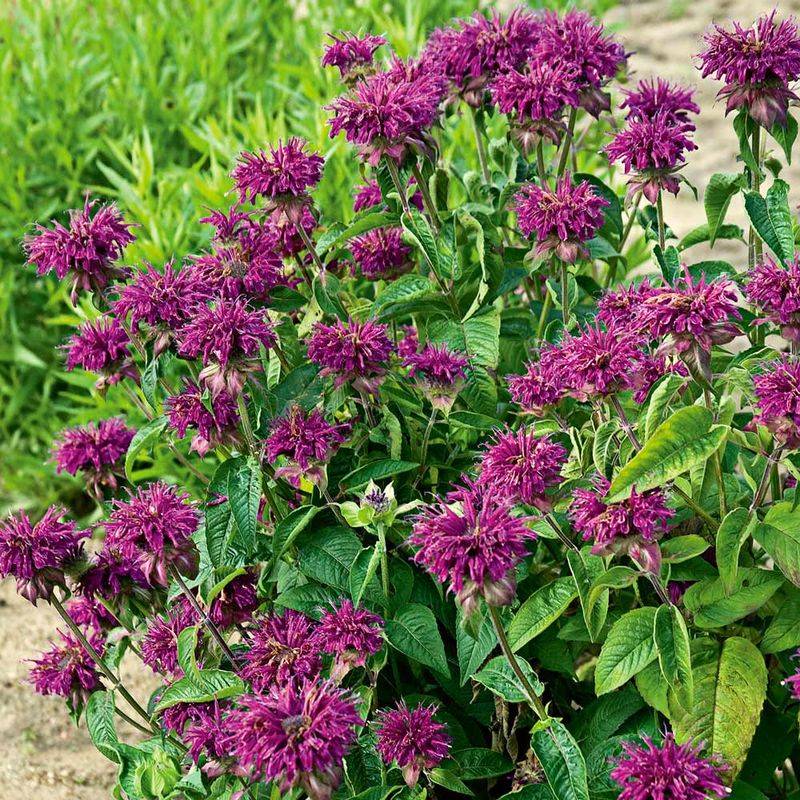 Monarda