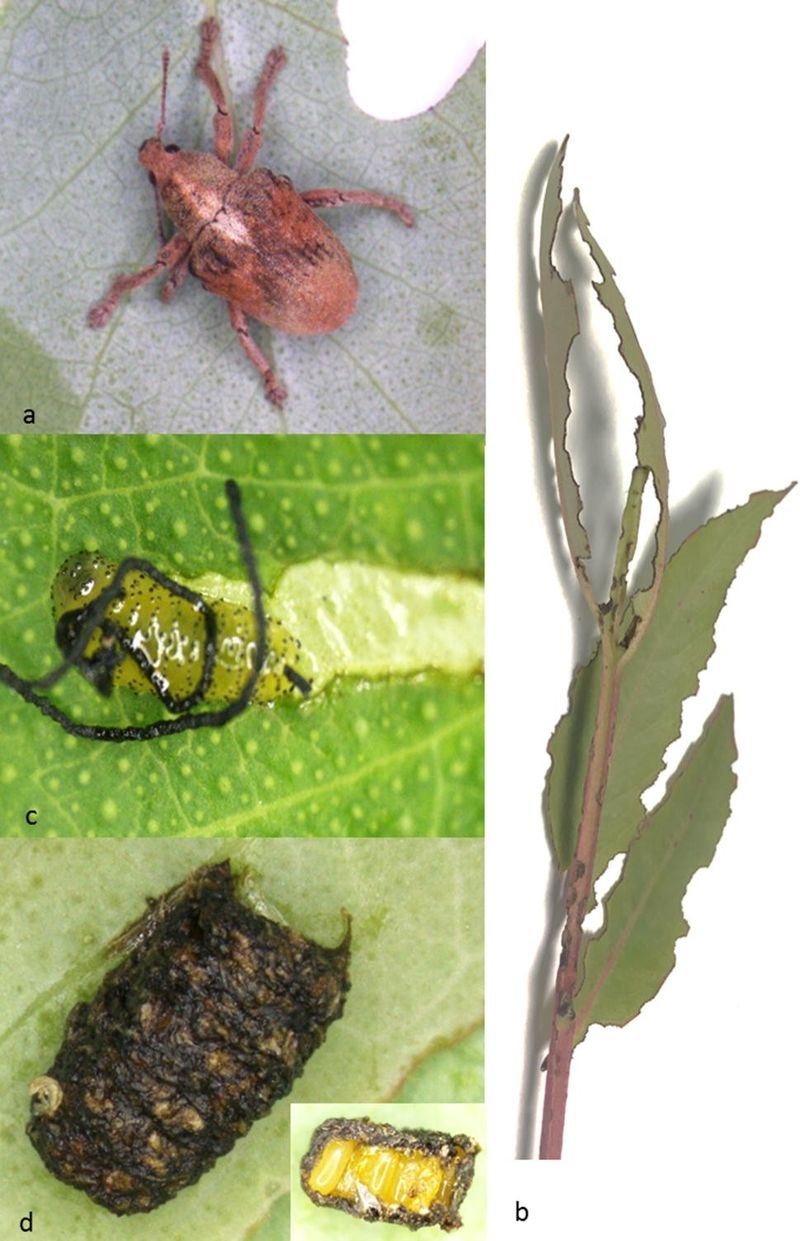 Overlooking Pest Control