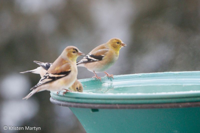 Provide Fresh Water Sources