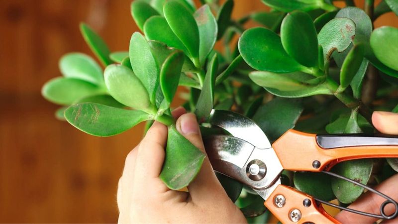 Pruning Practices
