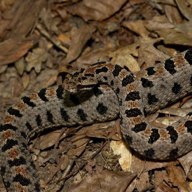 Pygmy Rattlesnake