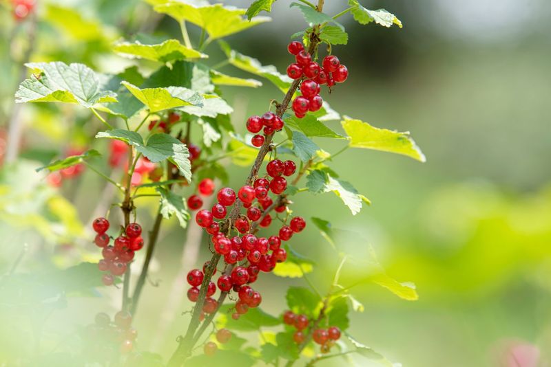 Red Currant Bushes
