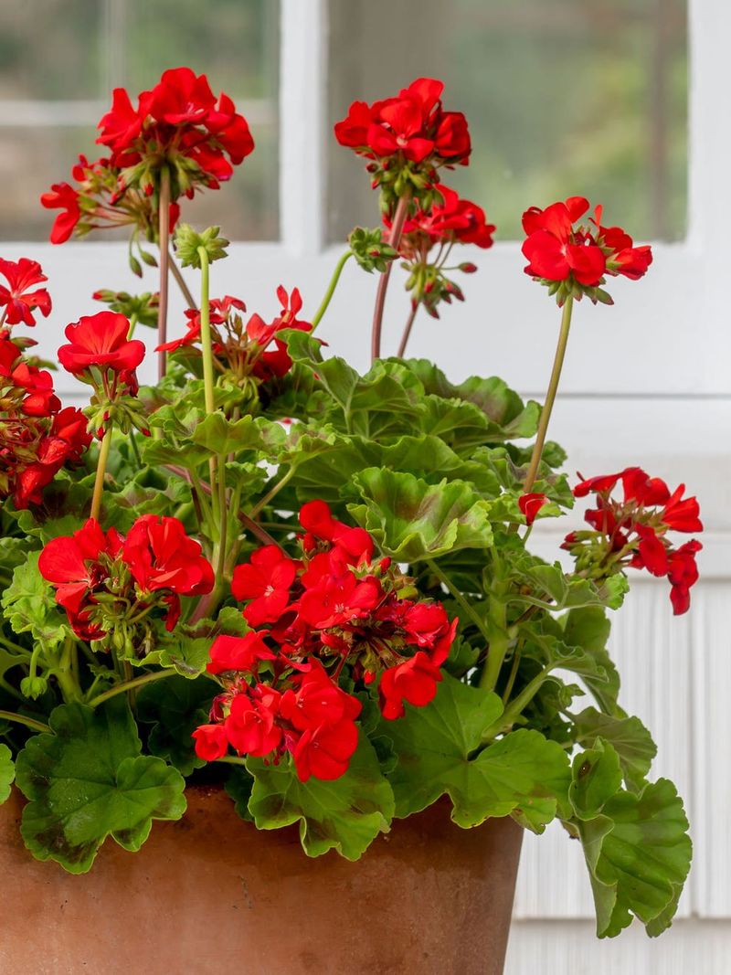Red Geraniums