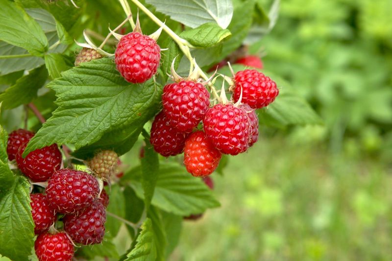Red Raspberry Bushes