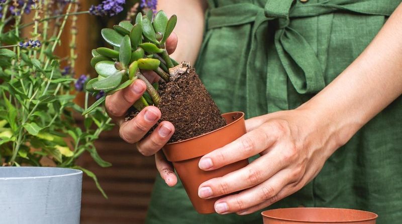 Repotting Guidelines
