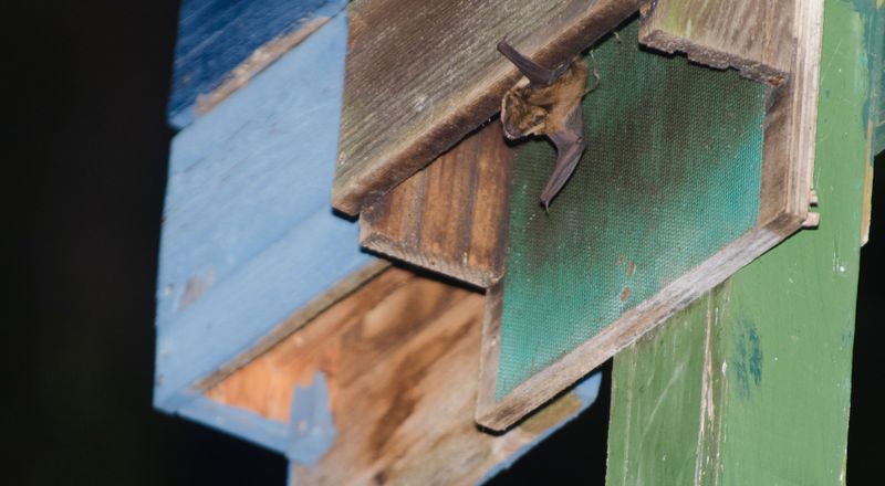 Set Up a Bat Box