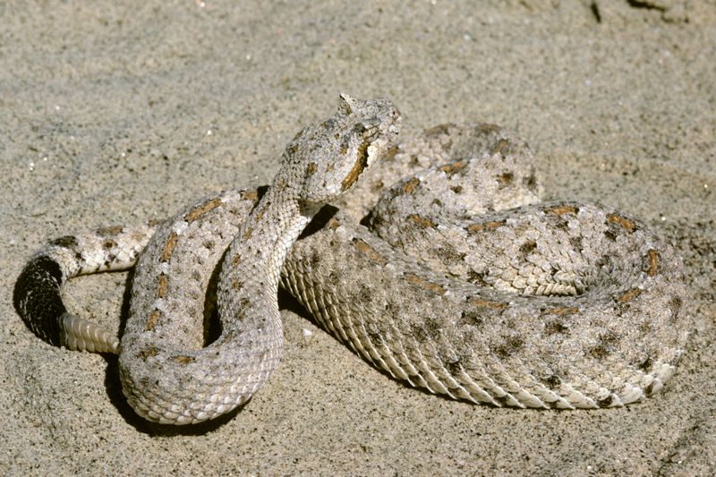 Sidewinder Rattlesnake