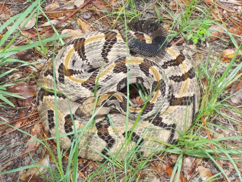 Timber Rattlesnake