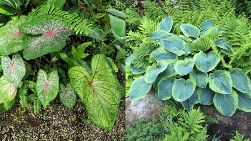 Using Incompatible Companion Plants