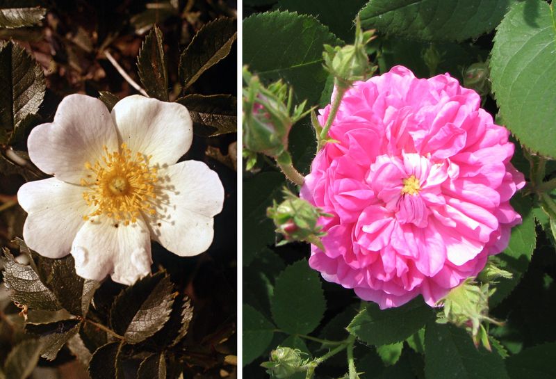 Wild vs. Cultivated Roses