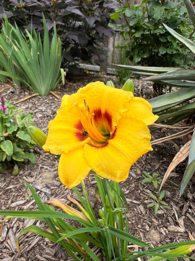 Daylilies