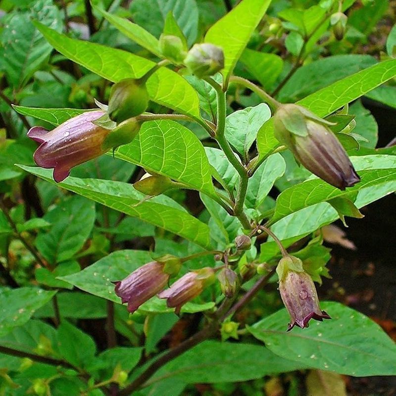 Belladonna (Atropa belladonna)