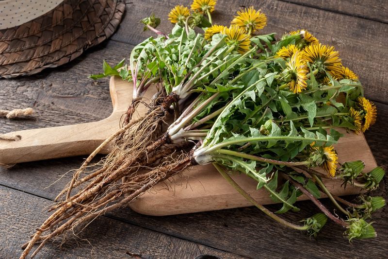 Dandelion Root