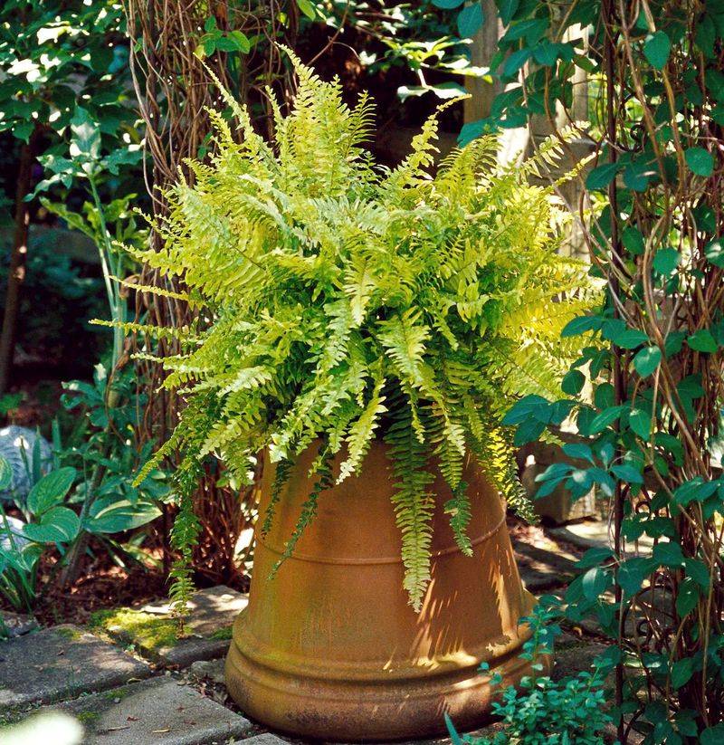 Container vs. Ground Planting