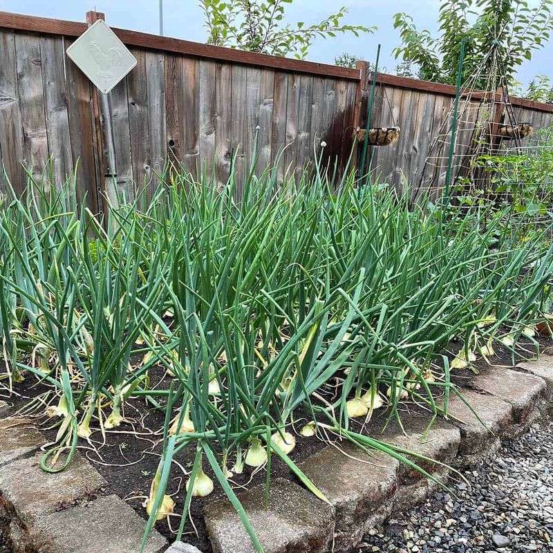 Growing Great Onions Year After Year