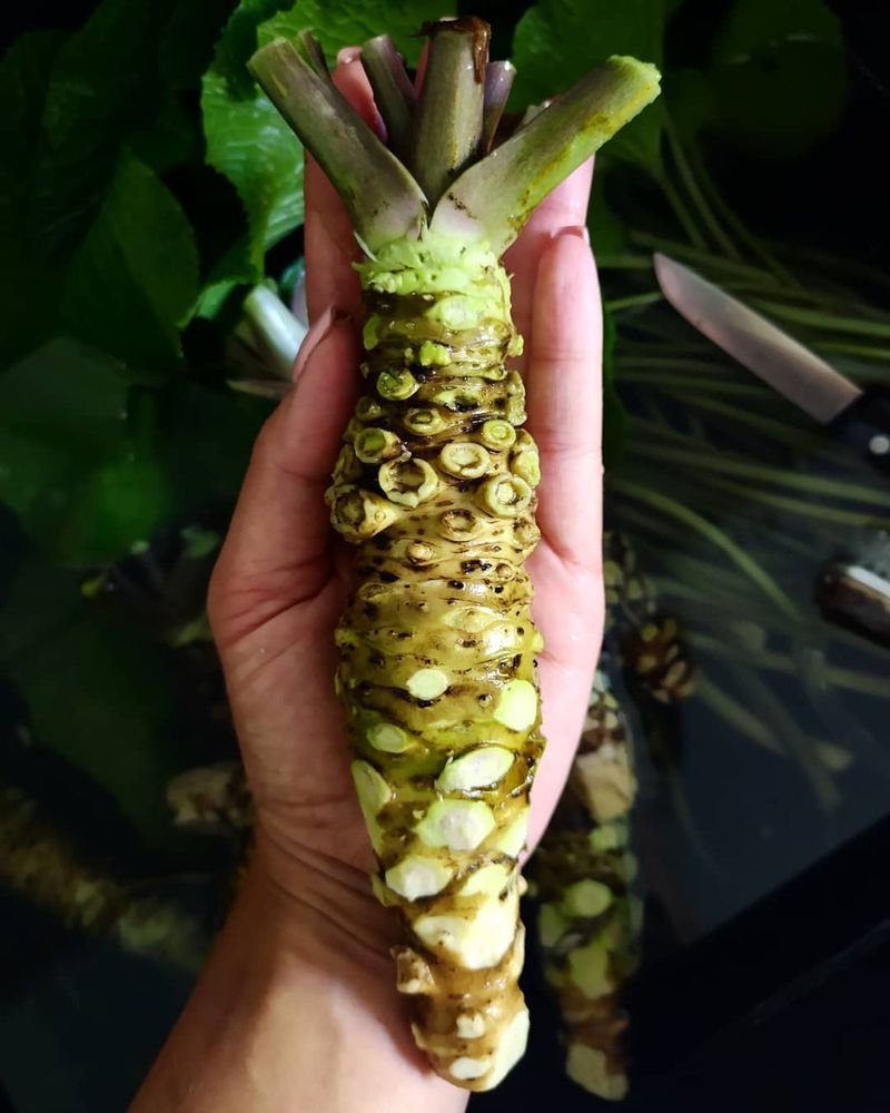 Wasabi Root