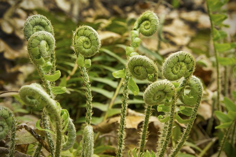 Fiddlehead Ferns