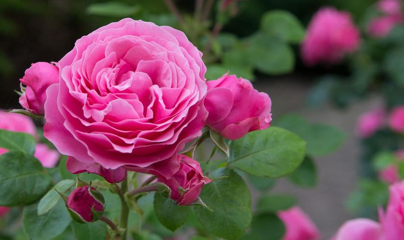 Roses (Rosa spp.)