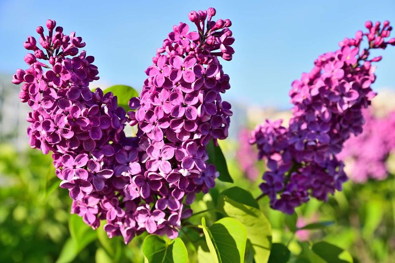 Lilacs