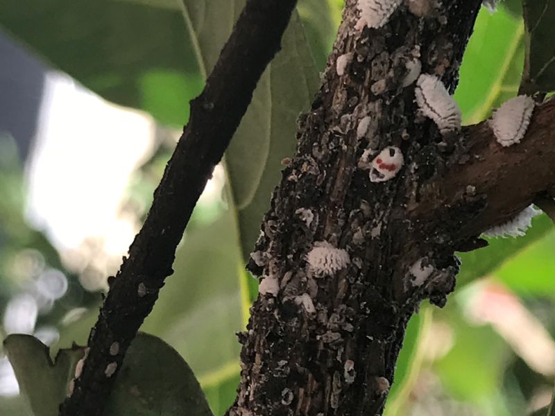 Overuse of Chemical Treatments