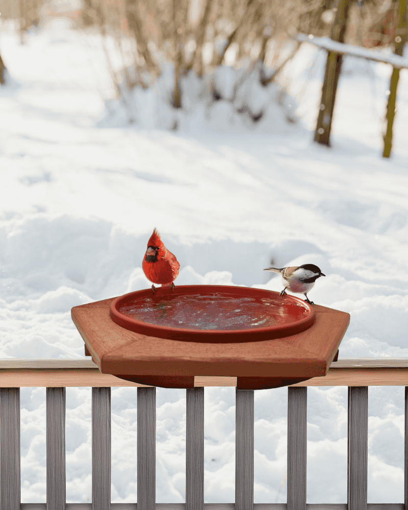 Install a Bird Spa with Heated Rocks