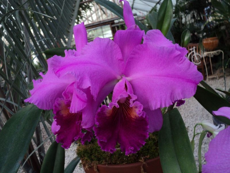 Cattleya Hybrids