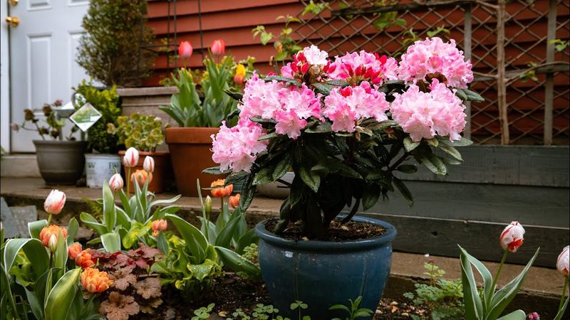 Container Gardening