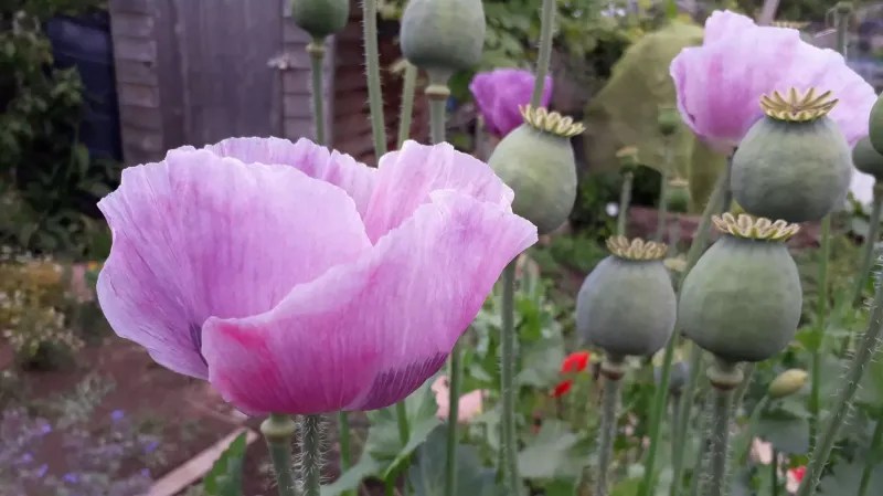 Opium Poppy