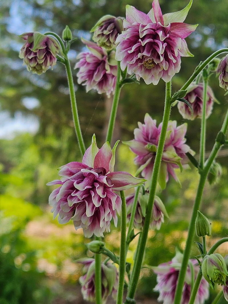 Columbine (Aquilegia)