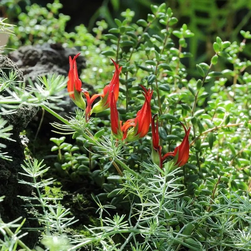 Lotus Vine