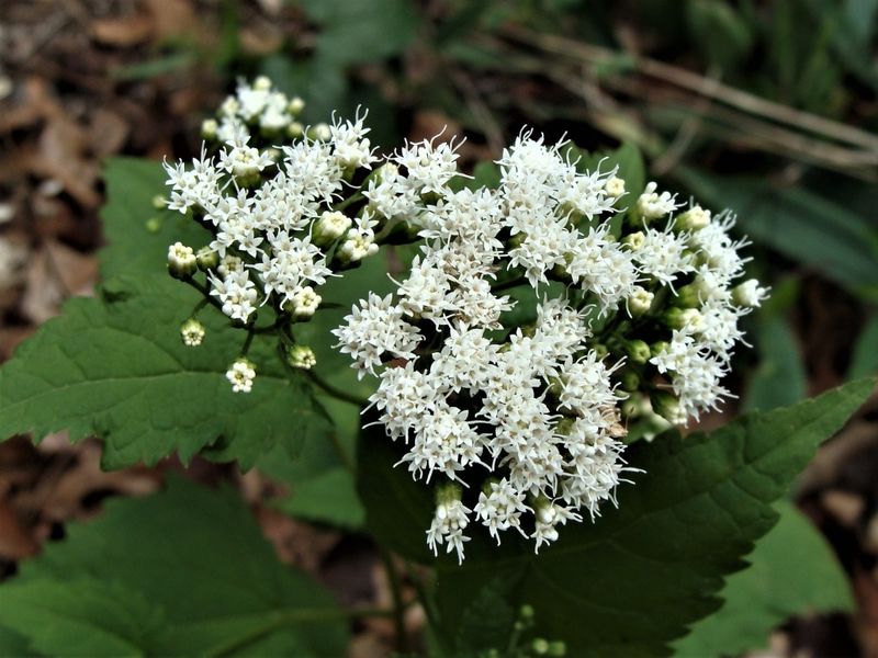 White Snakeroot (Ageratina altissima)