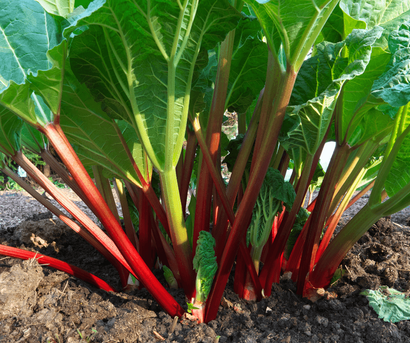 Rhubarb