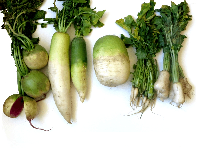 Daikon Radish