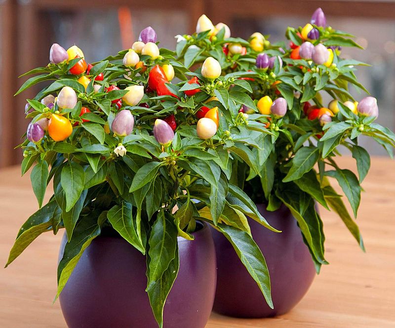 Use Quality Potting Mix