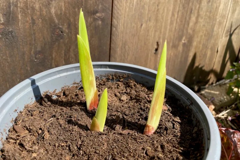 Use Well-Draining Soil