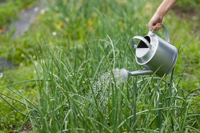 Watering and Feeding Your Onions