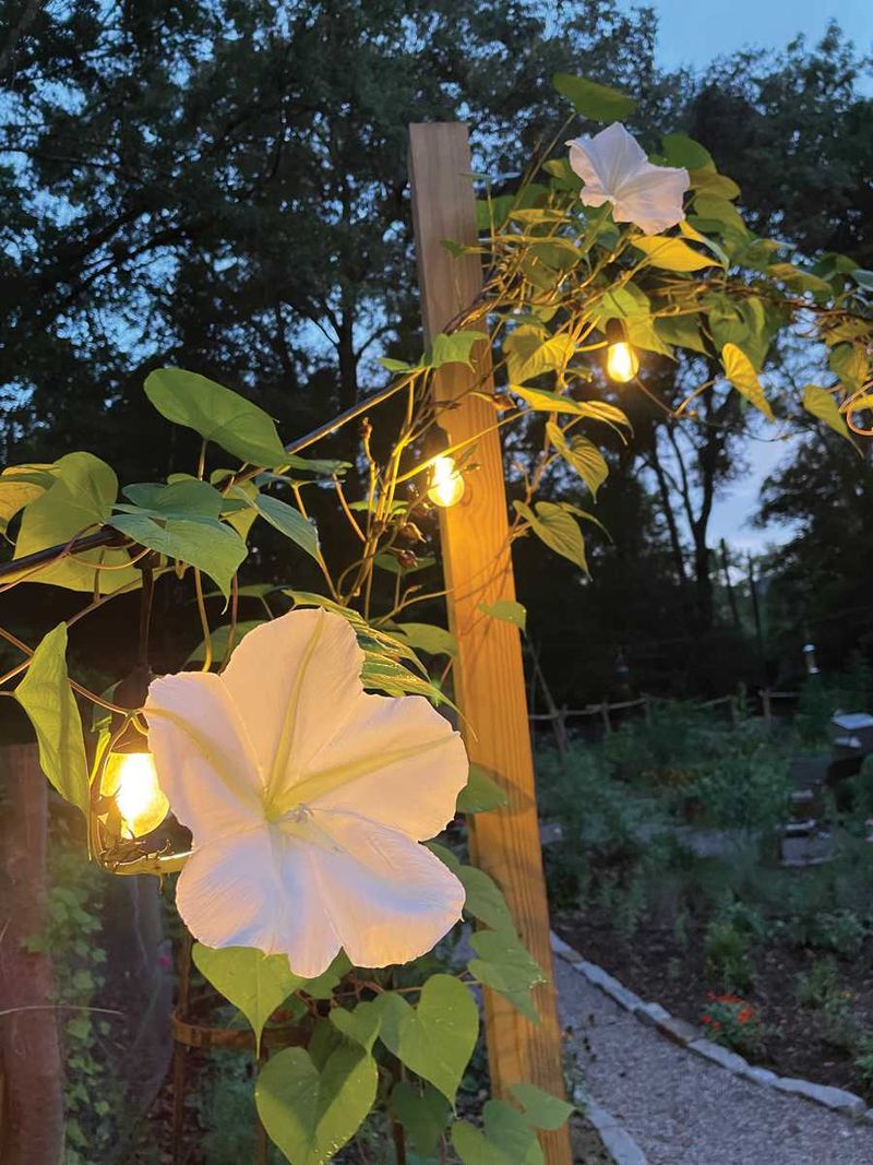 Moonflower