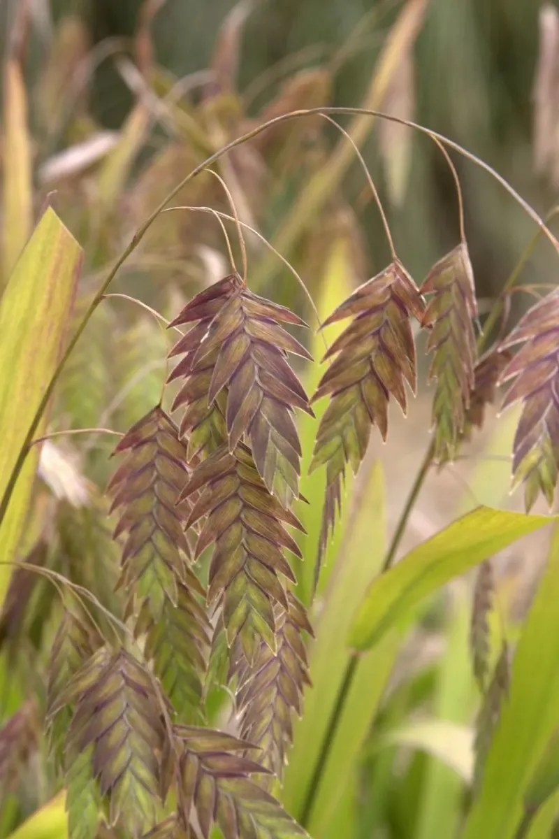 Northern Sea Oats (Chasmanthium latifolium)