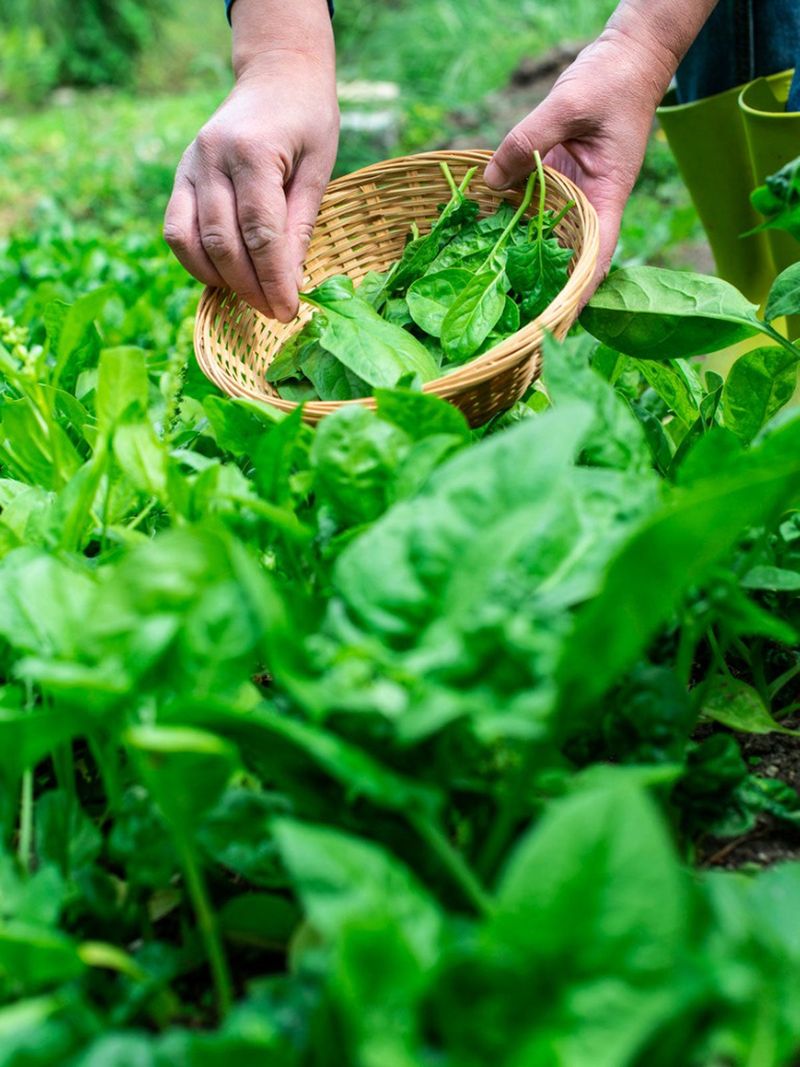 Harvesting Spinach