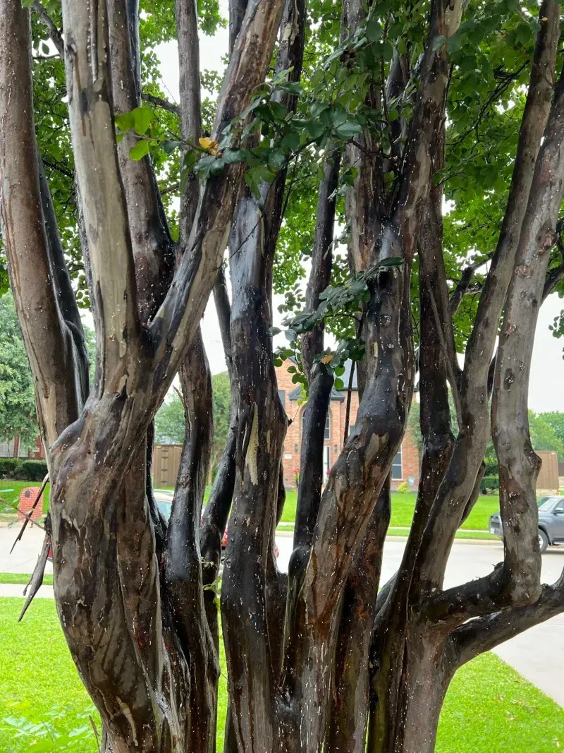 Ignoring Pest Control