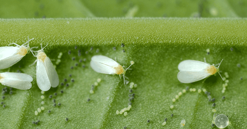 Whiteflies