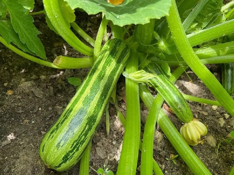 Zucchini