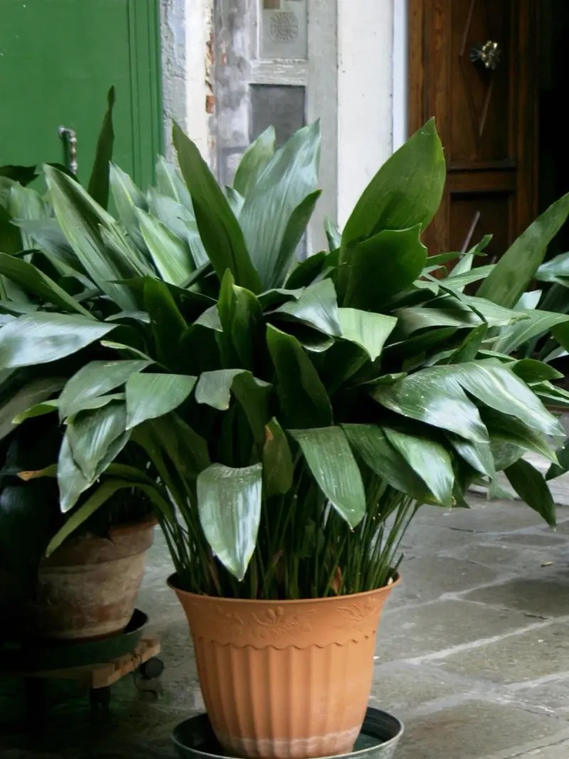 Aspidistra (Aspidistra elatior)