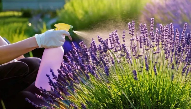 The DIY Garlic Spray